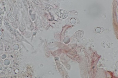 Mycena silvae-nigrae mikr (3).JPG