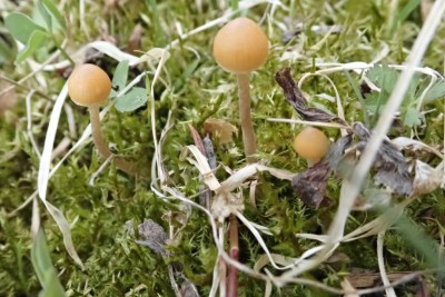 Galerina subclavata.JPG