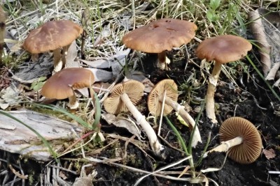 Pholiotina aporos (6).JPG