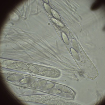 H2O_1000_11.jpg