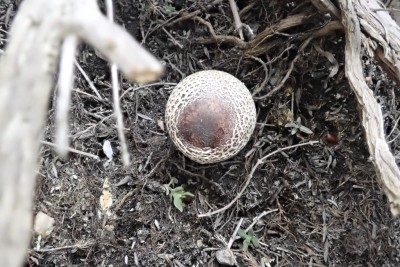 Lepiota lilacea (1).JPG