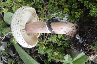 Lepiota lilacea (3).JPG