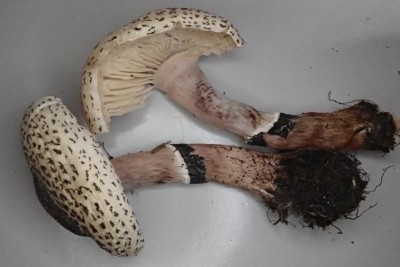 Lepiota lilacea (7).JPG