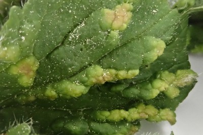 Cecidophyes nudus an Geum urbanum (8).JPG