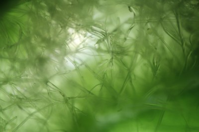 Cecidophyes nudus hyaline Haare an Geum urbanum (1).JPG