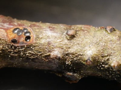 02 Melanconis marginalis subsp. europaea  P1250358.JPG