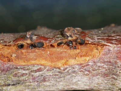 04 Melanconis marginalis subsp. europaea  P1250362.JPG