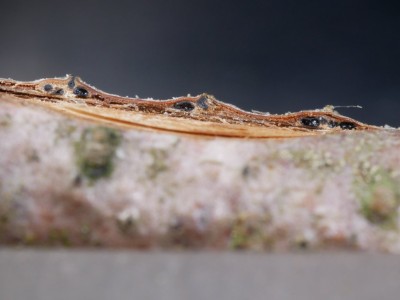04 Cryptosporella betulae P1250371.JPG