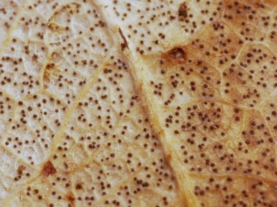 P1200578-warm.JPG