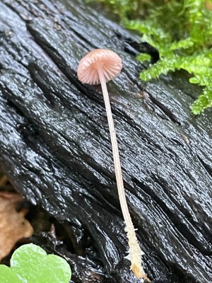 IMG_9103.JPG