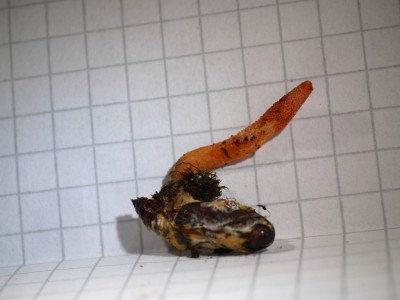 01 Cordyceps militaris P1260147.JPG