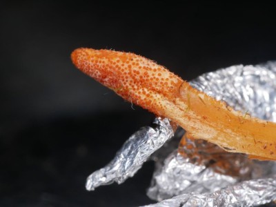 02 Cordyceps militaris P1260153.JPG
