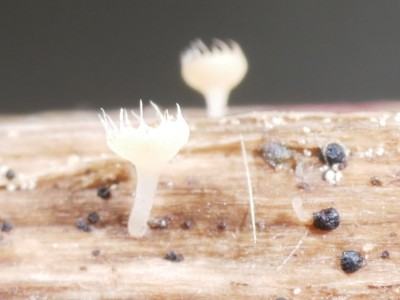 01 Cyathicula coronata P1260145.JPG