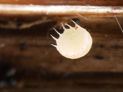 02 Cyathicula coronata P1260146.JPG