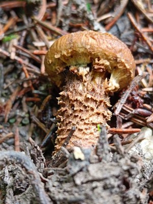 01 Mallocybe terrigena IMG_20260822_105652.jpg