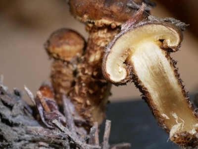02 Mallocybe terrigena P1260143.JPG