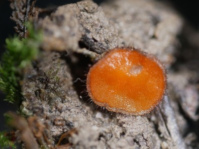 01 Scutellinia scutellata P1260166.JPG