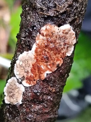 01 Stereum sanguinolentum IMG_20260822_094754.jpg
