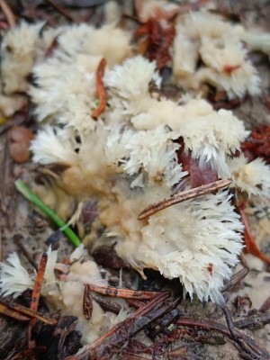 01 Thelephora penicillata IMG_20260822_102338.jpg