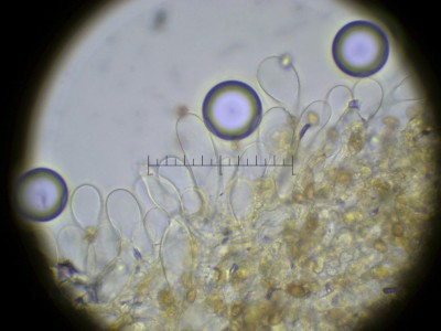 04 risspilz gross H2O_1000_7.jpg