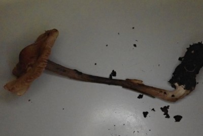 Inocybe calida (1).JPG