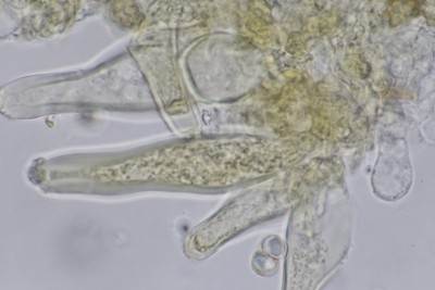 Inocybe calida mikr (10).JPG