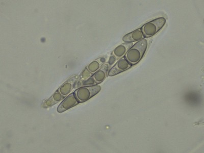 Pyreno_host_H2O_1000_13.jpg