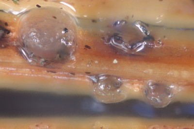 014698_phaeotremella_translucens_ARGE2026_001.jpg