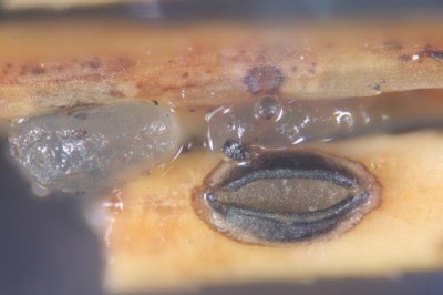 014698_phaeotremella_translucens_ARGE2026_002.jpg