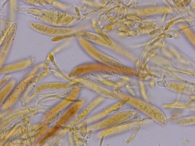 014681_ciliolarina_laricina_ARGE2026_002.jpg