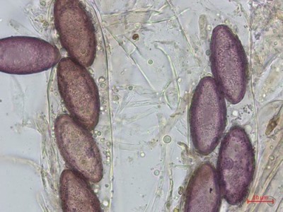 014661_ascobolus_xylophilus_ARGE2026_001.jpg