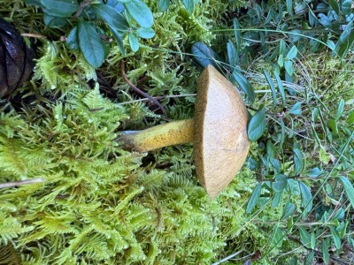 IMG_7814.jpeg