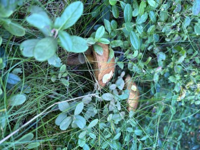 IMG_7816.jpeg