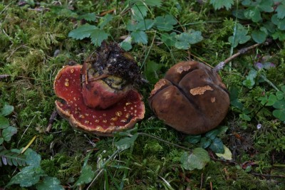 DSC_1948.JPG