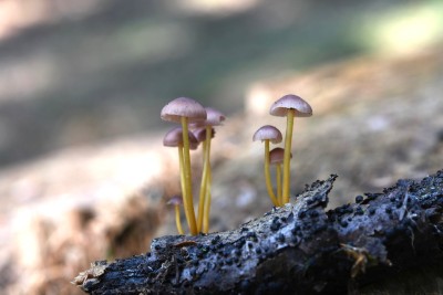 DSC_2001.JPG