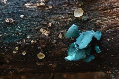 DSC_2019.JPG