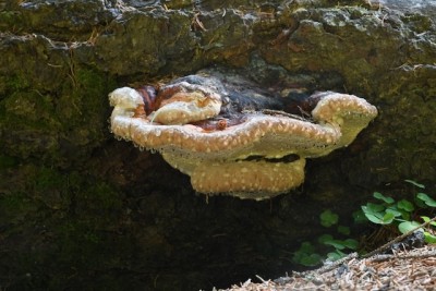 Fomitopsis pinicola (SwaDSCrtz).jpeg