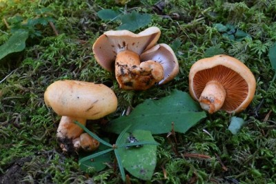 Hypomyces lateritius (Fr.) Tul. & C. Tul. (Hypocreaceae - Krustenkugelpilzverwandte) - Steinreizker-Kernpilz auf Lachsreizker.jpeg