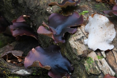 Picipes badius (Pers.) Zmitr. & Kovalenko (Royoporus badius, Polyporus badius) (Polyporaceae - Stielporlingsverwandte) - Kastanienbrauner Schwarzfuß-Stielporling.jpeg