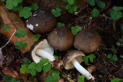 Pluteus cervinus (Schaeff.) P. Kumm. (P. atricapillus, P. exilis var. austriacus) (Pluteaceae - Dachpilzverwandte) - Rehbrauner Dachpilz.jpeg