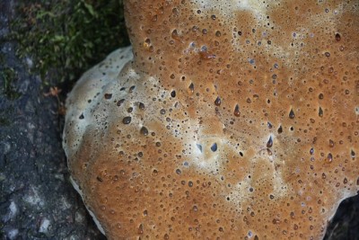 Pseudoinonotus dryadeus (Pers.) T. Wagner & Fisch. (Inonotus dryadeus) (Hymenochaetaceae - Borstenscheiblingsverwandte) - Tropfender Schillerporling (1).jpeg