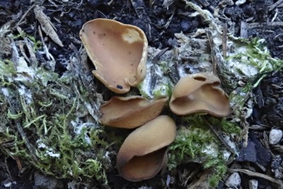 Otidea brevispora (3).JPG