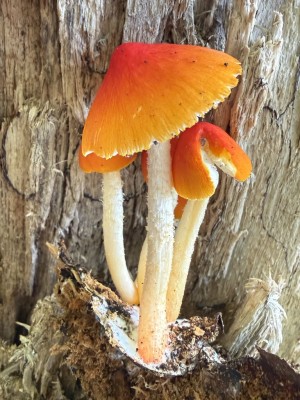 IMG_E9920.JPG
