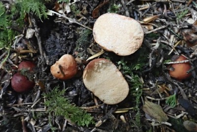 Lactarius borzianus