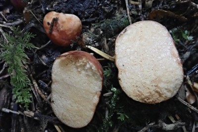 Lactarius borzianus mit Milchsaft