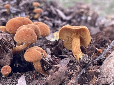 Flammulaster_limulatus_1414_5.JPG