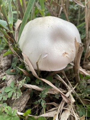 Leucoagaricus_leucothites_1415_5.JPG