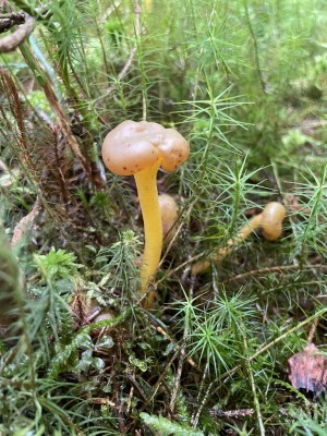 Leotia_lubrica_1402_1.JPG