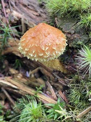 Pholiota_flammans_1409_1.JPG