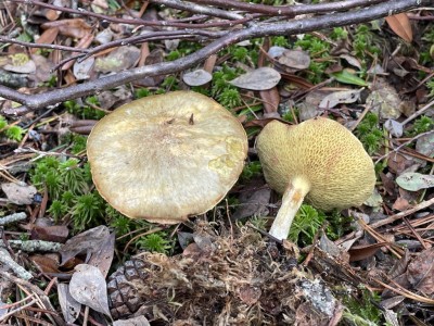 Suillus_flavidus_1389_1.JPG